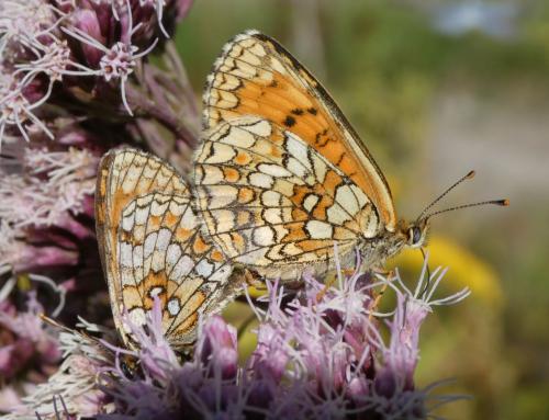 Melitaea athalia